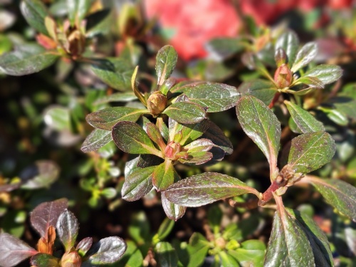 Japanse Azalea 'Radja' bloeit oranjerood