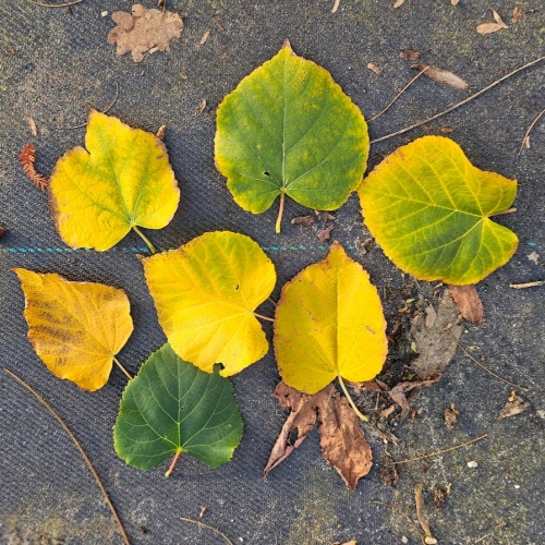 winterlinde met herfstblad