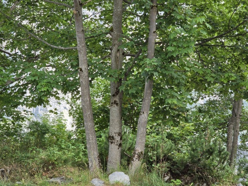 De Gewone Esdoorn, acer pseudoplatanus 3 stammige boom