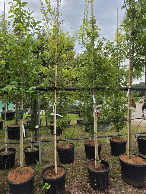 Acer monspessulanum zomerblad Franse esdoorn