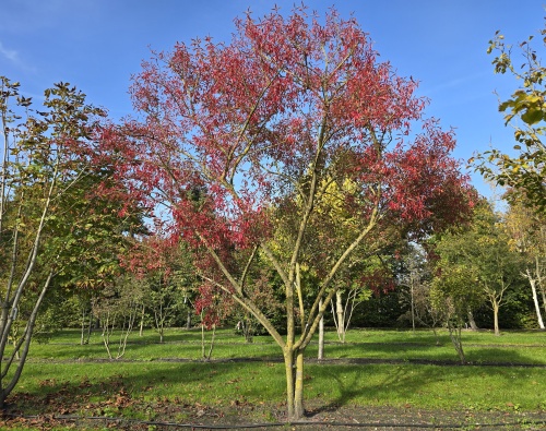 Euonymus europaeus herfstkleur