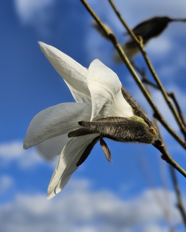 Magnolia 'Wada's Memory'