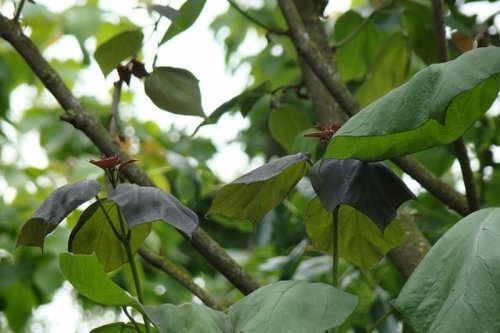 Catalpa - Catalpa x erubescens 'Purpurea'