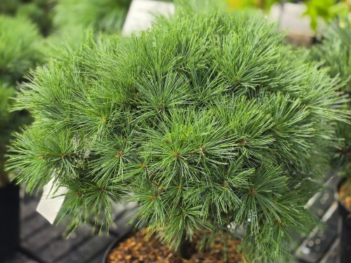 dwergvorm van de zachte den - Pinus strobus 'Minima'
