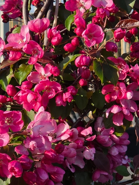 Sierappel 'Rudolph' bloei 14 april