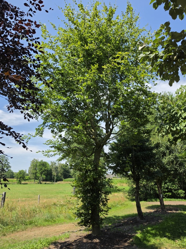Groene beuk als karakterboom. BLIKVANGER