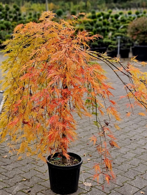 Japanse esdoorn 'Dissectum' kroon met zomerblad