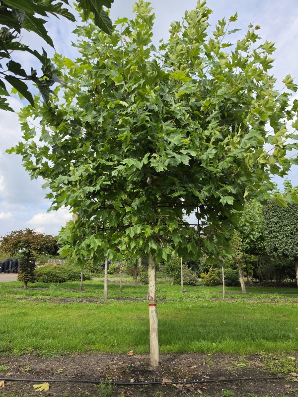 Spalierplatane