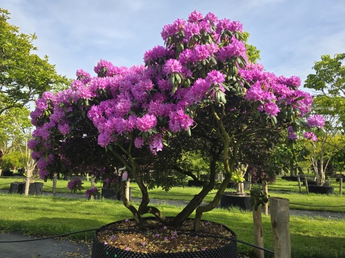 Rododendron 'Roseum Elegans' zijn rijkbloeiende heesters bij de juiste tuingrond