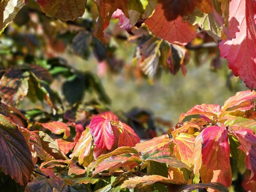 Perzisch IJzerhout Parrotia 'Bella' beveerd -