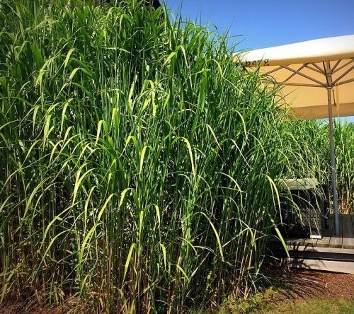 Chinees reuzenriet giganteus naast een houten vlonder biedt volop privacy