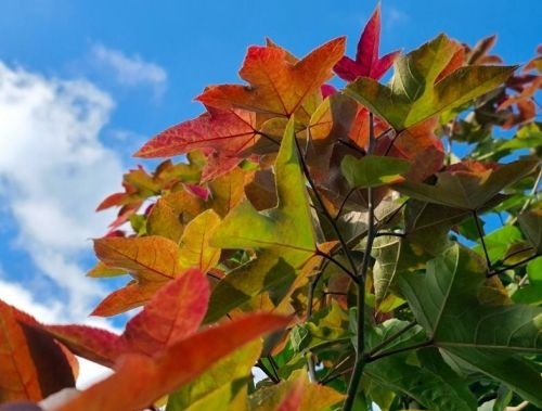 Chinese Amberboom - Liquidambar formosana 'Ellen'