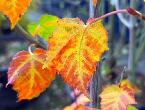 Chinese Esdoorn - Acer davidii