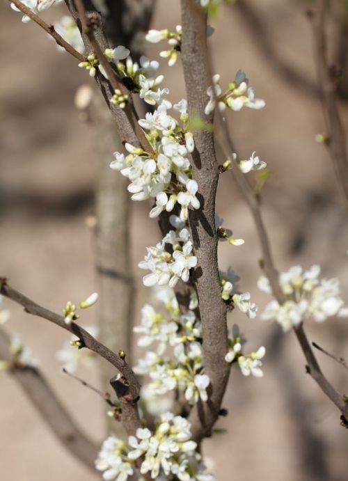 Chinese Judasboom 'Shirobana' met witte bloemen aan de struik