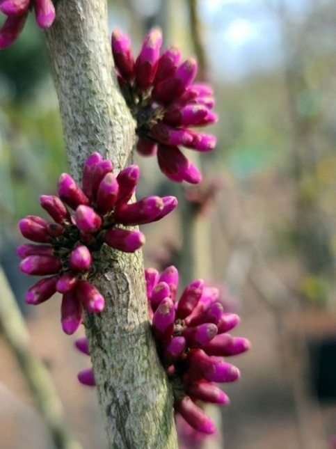 Cercis Avondale bloeit op het kale hout in het vroege voorjaar.
