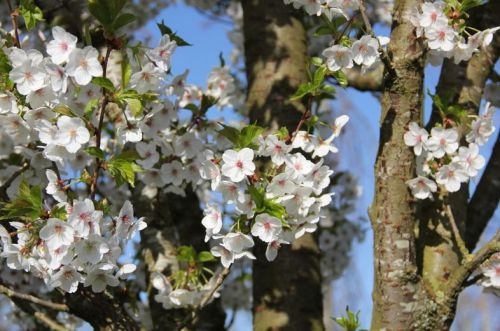 Prunus 'Umineko', Chinese Kers, meerstammig