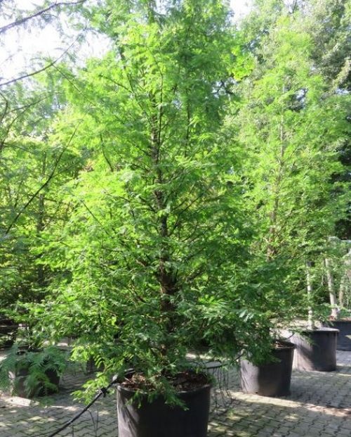 Chinese Moerascipres - Metasequoia glyptostroboides