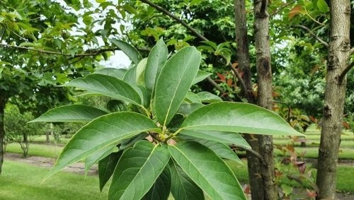 Nyssa sinensis, Chinese tupeloboom