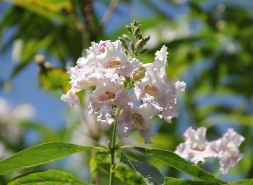 Chitalpa blad