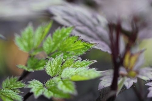 Christoffelkruid - Actaea simplex 'Atropurpurea'