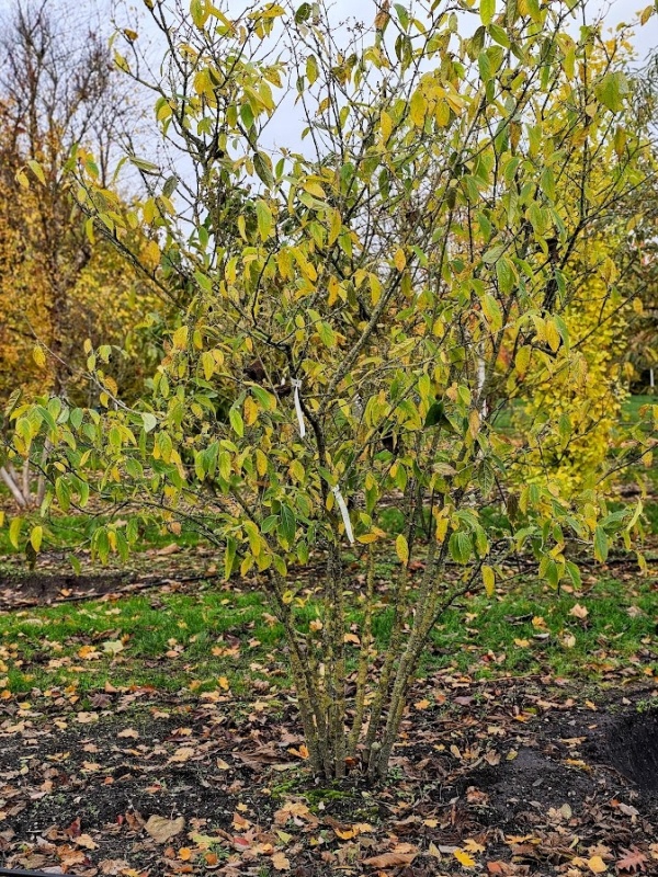 Meloenboompje of Winterzoet