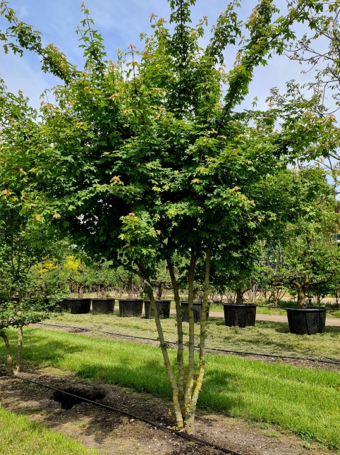 Acer campestre klim boom