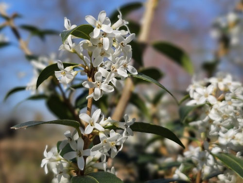 Osmanthus x Burkwoodii bolvorm