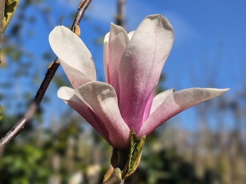 Magnolia 'Heaven Scent',