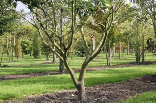 Cornus klauterstruik voor de kleintjes - Cornus controversa