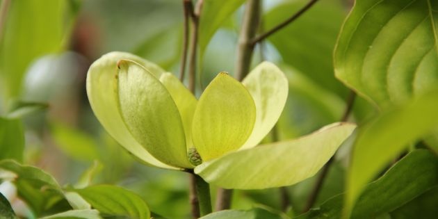 Cornus