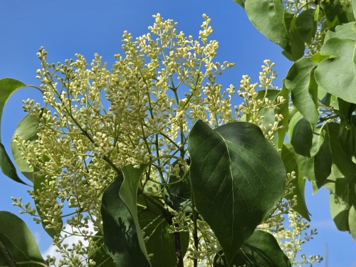 Syringa pekinensis 'China Snow' blad en bloem begin juni 2026