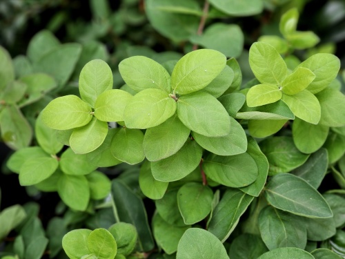 Lonicera 'Duet'  blad