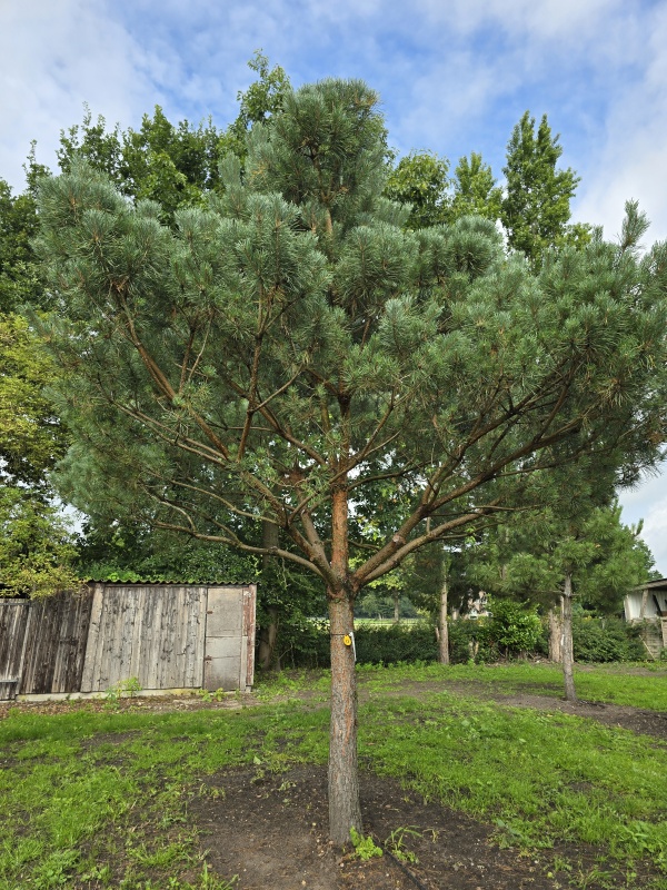 Grove Den