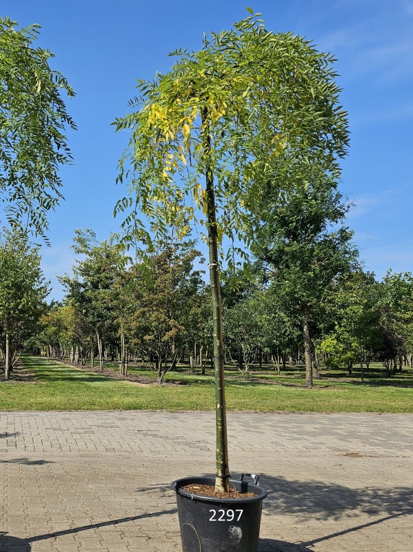 Treurende Japanse Honingboom