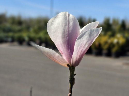 Magnolia 'Superba'