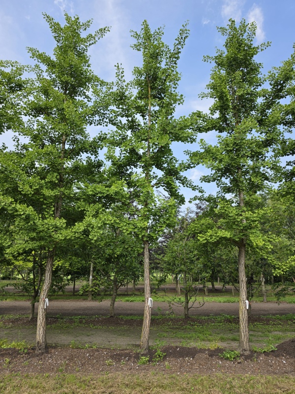 Tempelboom of Eendenpootboom