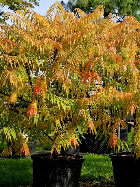 Rhus Tiger Eyes
