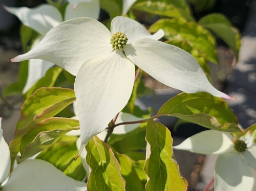 Cornus Moonbeam bloeit half mei