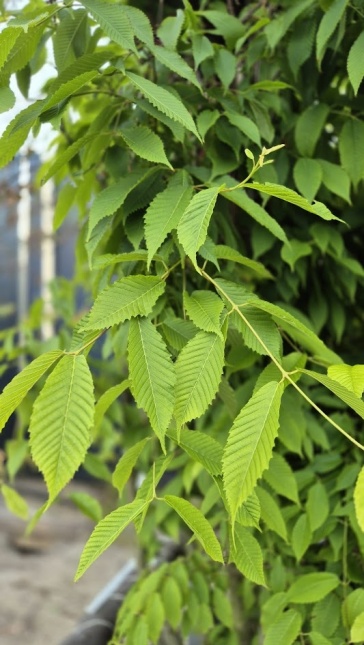 Acer carpinifolium