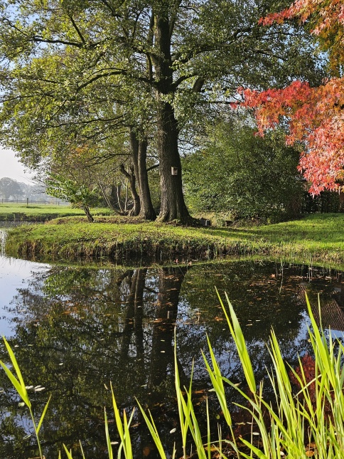 Els. Alnus Glutinosa bomengroep bij natuurvijver najaar 2024