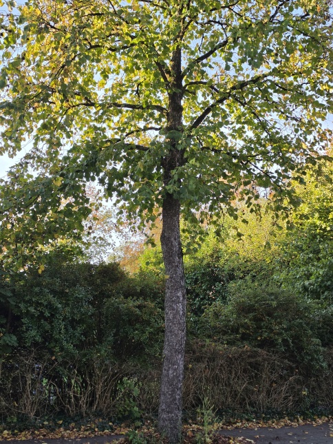 de Turkse Hazelaar in herfstkleur