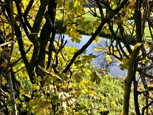 Acer campestre, veldesdoorn of Spaanse Aak.  Een sterke pioniersboom die zich uitzaait. landschappelijke haag in de herfst