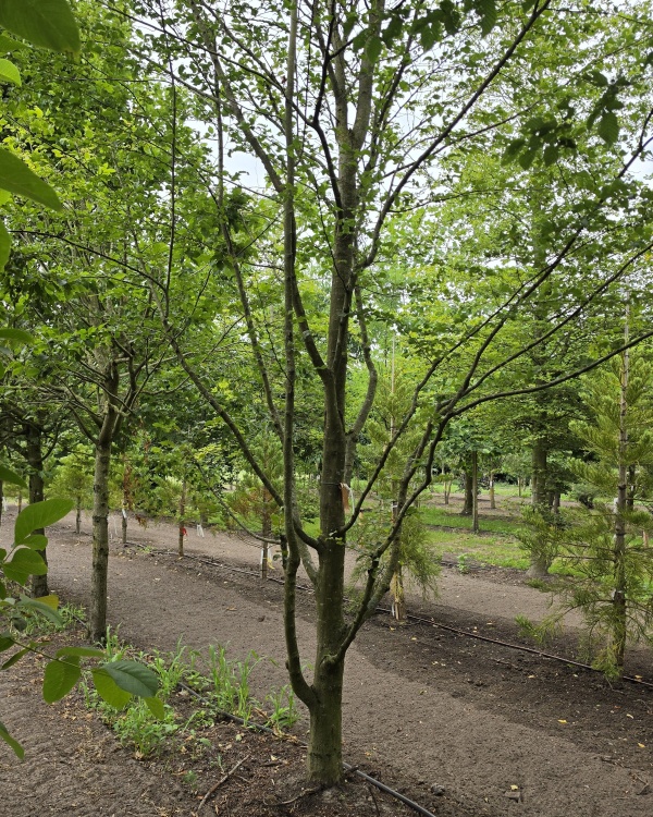 Speelboom,  klimboom, vogelboom,