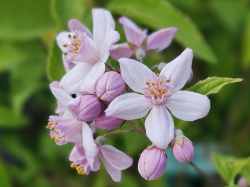 Deutzia 'Mont Rose' met bloemknoppen in mei