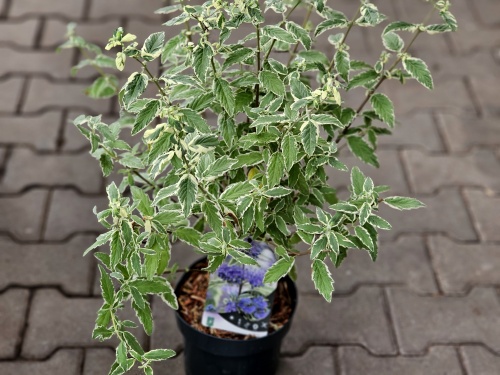 Caryopteris 'White Surprise' zomer