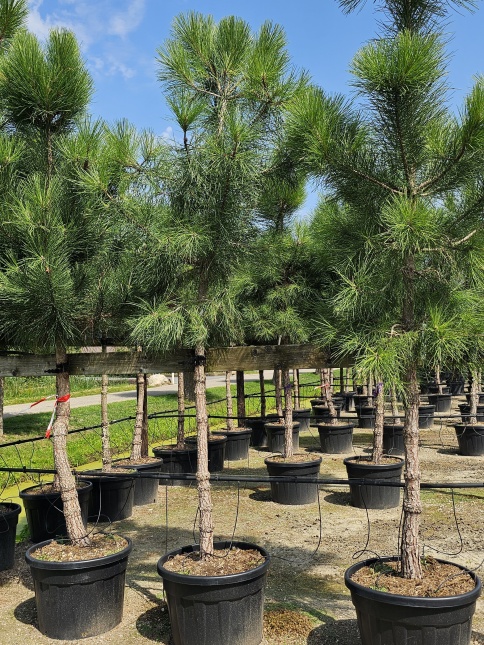 Pinus pinaster in pot. Zeeden
