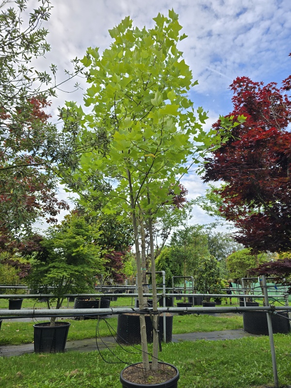 Tulpenbaum