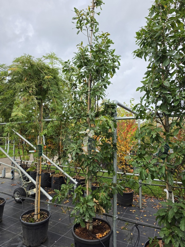 Semi-bladhoudende eikenboom in zuilvorm