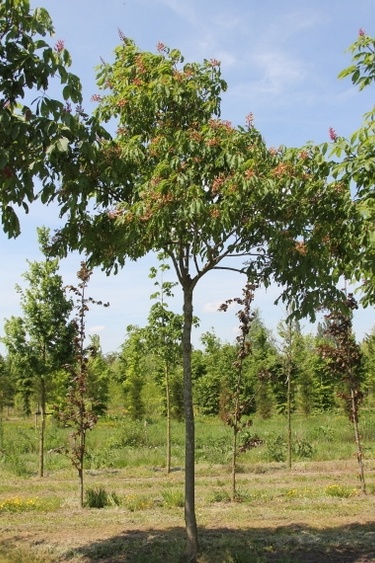 Aesculus pavia Discolor