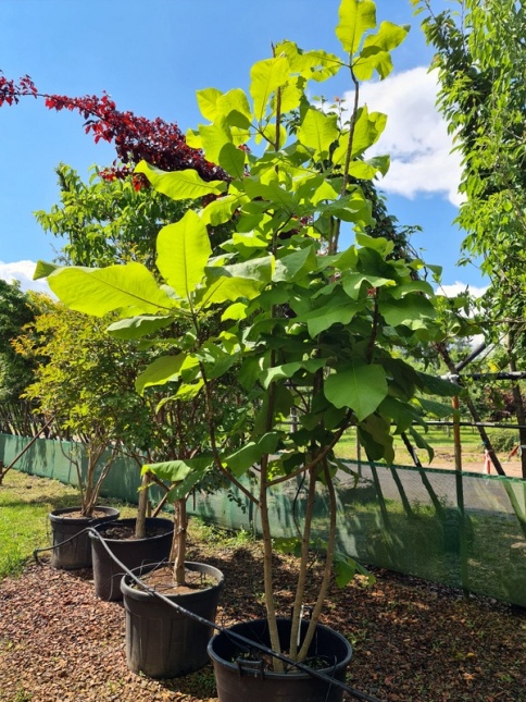 Grootbladige magnolia macrophylla